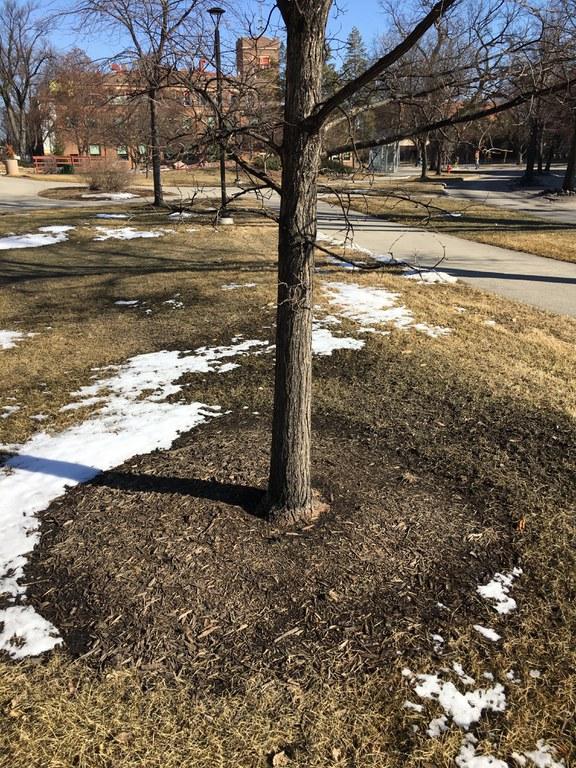 Base of tree with mulch