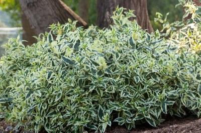 Diervilla shrub with white green variegated leaves