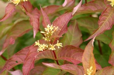 Diervilla Kodiak Orange shrub with reddish-orange leaves