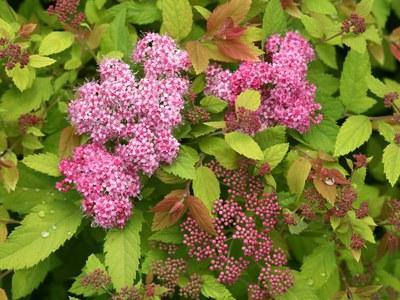 Japanese spirea