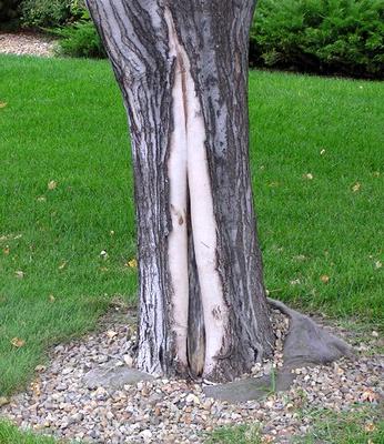 Maple Tree showing a split and damaged trunk