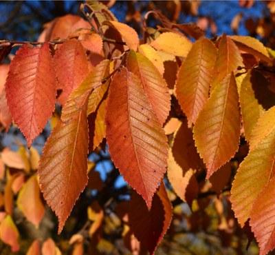 Cluster of Northern Empress Japanese Elm orange leaves