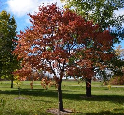 Northern Empress Japanese Elm with red fall foliage 