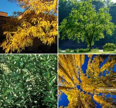 Four image grid of shade trees: American elm, thornless honeylocust, poplar and laurel willow