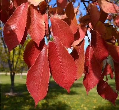 Northern empress japanese elm with red leaves