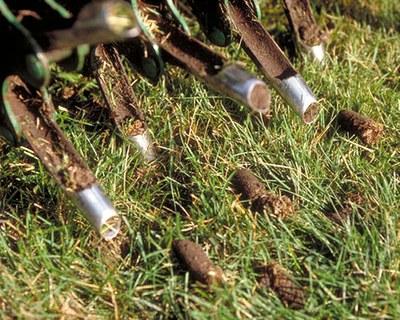 Close up of lawn with core aeration machine and plugs of soil removed