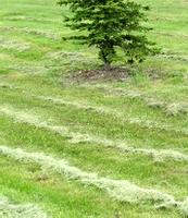 Lawn with lawn clippings left on it 