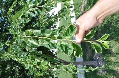 Leaf cupping of hybrid elm due to exposure to growth regulator-type herbicides. 