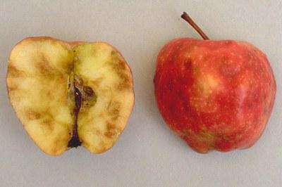 A halved apple - left side is skin up, right side is flesh up showing apple maggot tunnels and flesh damage