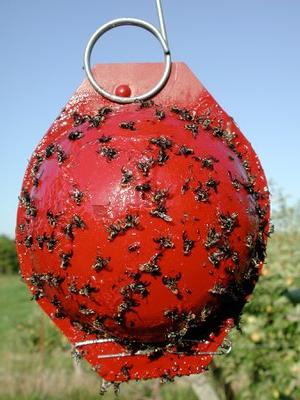 Red, circular, hanging sticky trap covered with apple maggot flies.