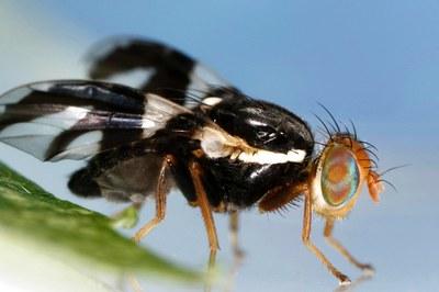 Close up of an apple maggot fly