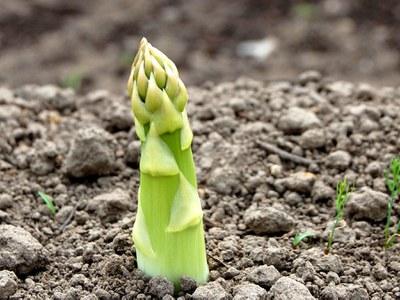 Asparagus spear emerging from soil in spring