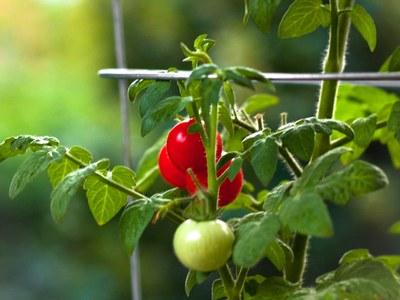 Caged tomato vine with ripe and unripe fruit