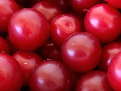 Close up of ripe cherry plums