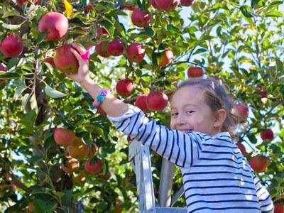 A young girl picks red apples from a tree