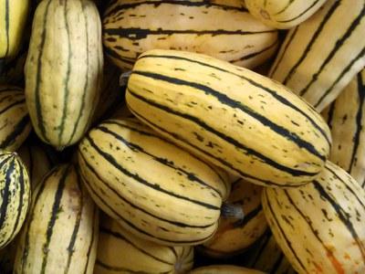 Pile of harvested Delicata Winter Squash