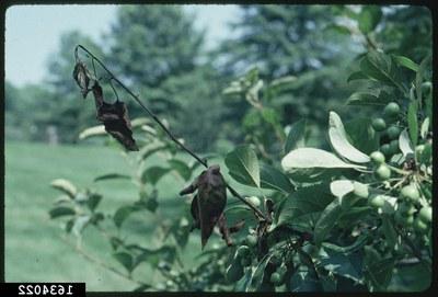 Young shoots of an apple tree, blackened and shaped like a shepherd's crook from fireblight