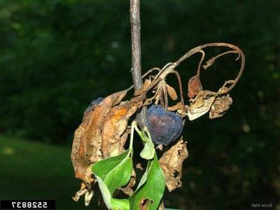 Fruit on a branch darkened and shriveled by fireblight