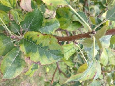 Leaf with irregular mottling pattern 