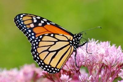 Monarch Butterfly on a pink milkweed blossom