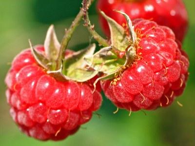 Close up of ripe red raspberries 