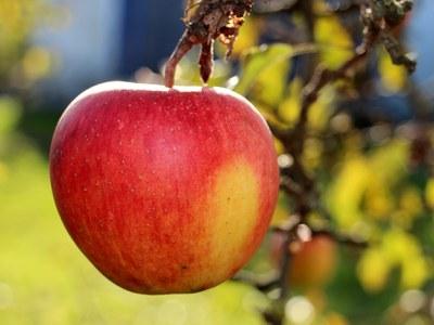 Ripening apple apple, mostly red with some green-yellow