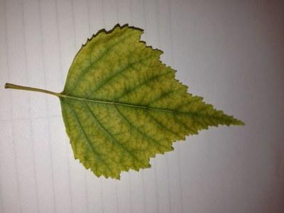 River birch leaf with interveinal chlorosis