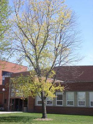 Silver maple tree with some dead branches caused by iron deficiency