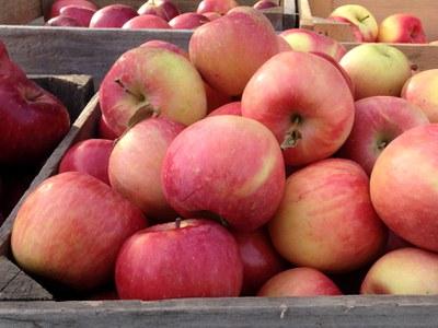 Piles of harvested, ripe apples in crates