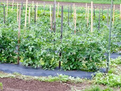 Garden row of string-weave trellised tomato vines