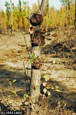 Crown gall can enter through pruning wounds.