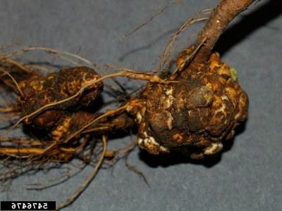 Crown gall frequently appears near the soil line on apple trunks