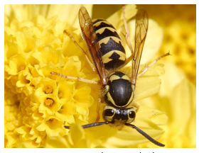 hornet on a yellow petaled flower.png