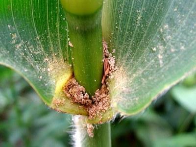 Sweet Corn Pests