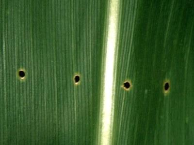 Sweet Corn Pests