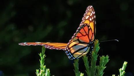 Monarch butterfly perched on a plant