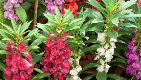 Pink, purple, and white balsam in bloom