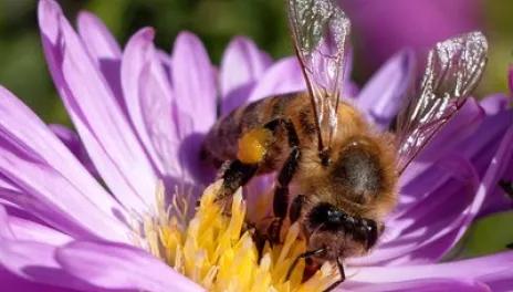 Close up of a bee on a purple flower