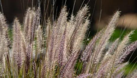 Close up of ornamental grass tassels 