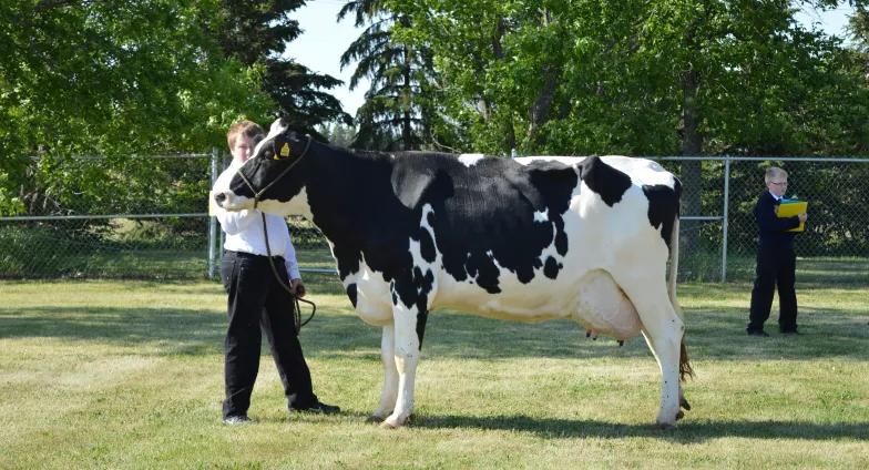 boy with dairy cow