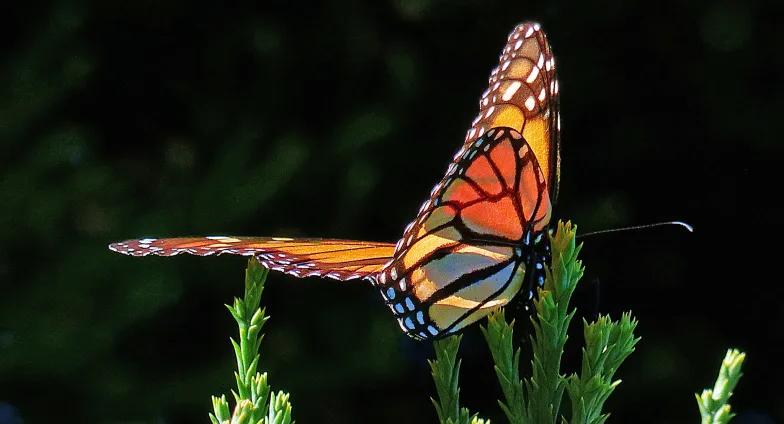 Monarch butterfly perched on a plant