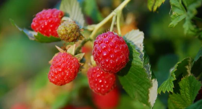 Ripe red raspberries on bramble stems