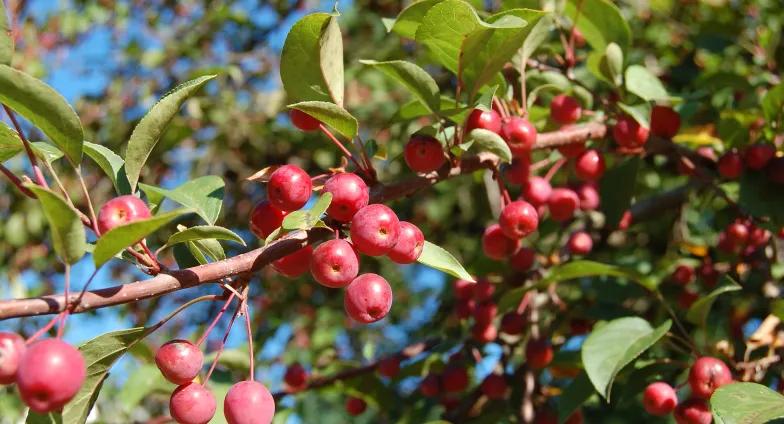 Ripe crabapples on tree branches 