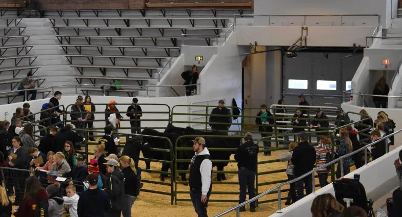 cattle judging in arena