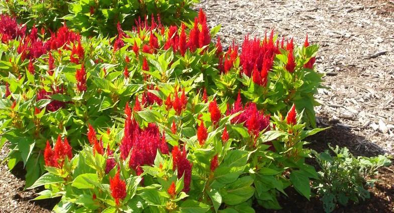 celosia with red blooms