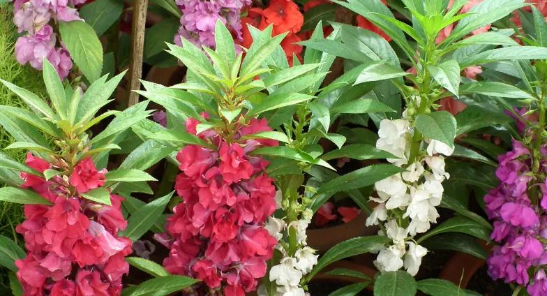 Pink, purple, and white balsam in bloom