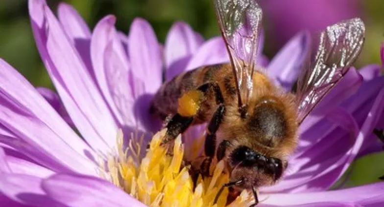 Close up of a bee on a purple flower