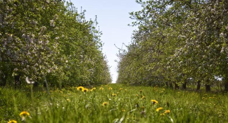 Two rows of apple trees with a grass row down the center