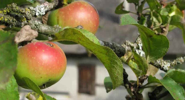 Apples on apple tree in a close up with farmhouse behind