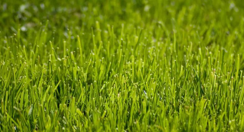 Close up of blades of grass on lawn